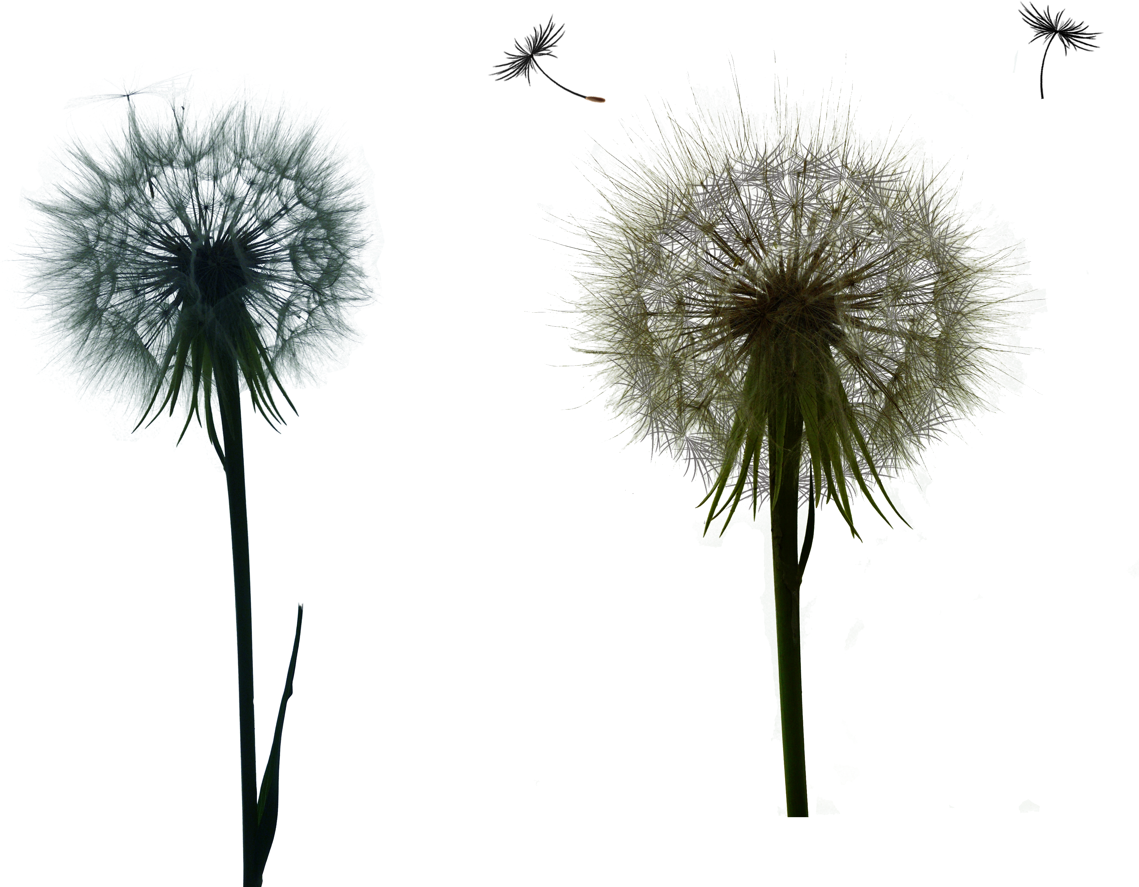 Dandelions Png - Dandelion (5462x3994), Png Download