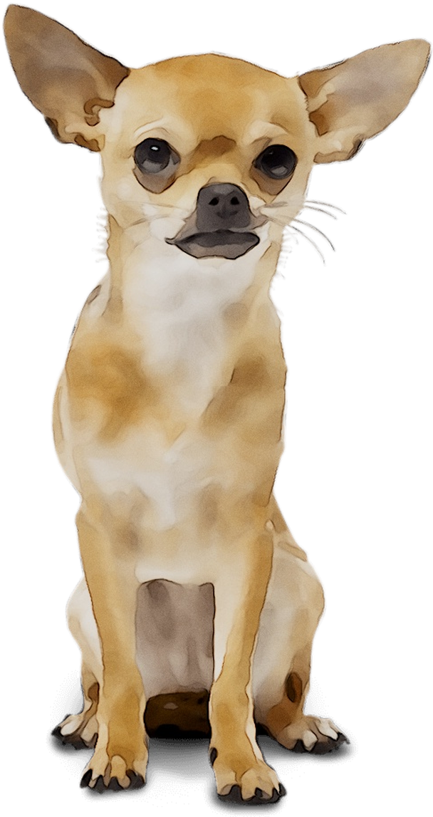 Chihuahua Russkiy Breed Dog Toy Wedding Organizer Clipart - Chihuahua (1142x1249), Png Download