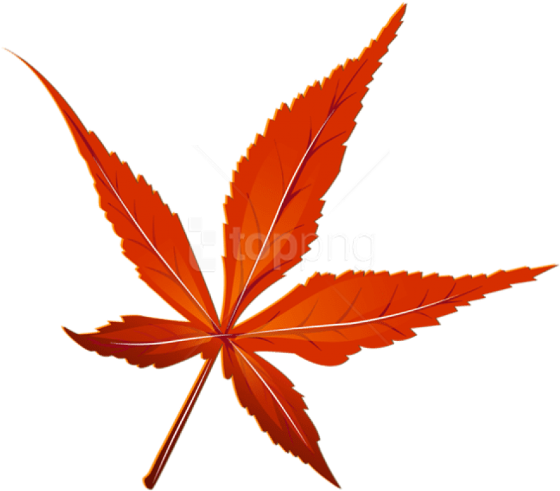 Free Png Download Transparent Red Leaf Picture Clipart - Red Leaf Transparent (850x821), Png Download