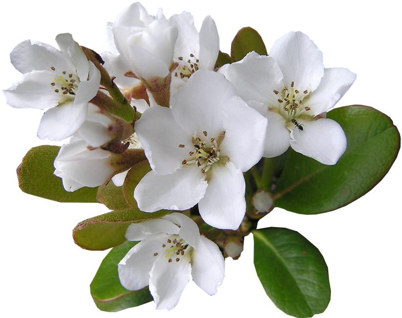 White, Flower, With, Ant Cut, Out - Ant (960x718), Png Download