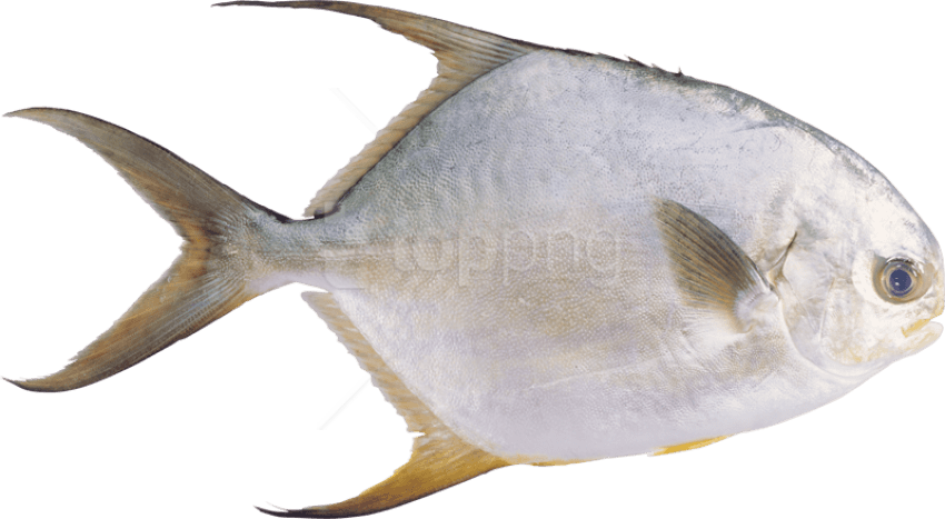 Free Png Download Fish Png Images Background Png Images - 鲳 鱼 图片 (850x467), Png Download