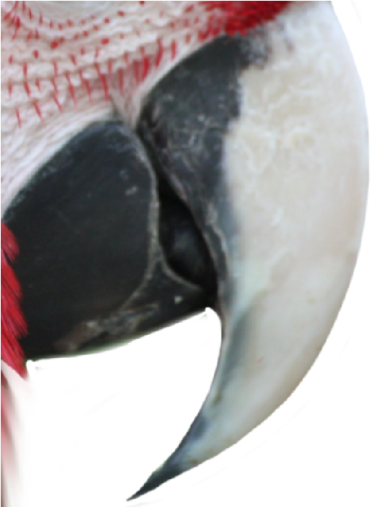 The Bird's Beak Serves Naturally For Feeding Or Cutting - Close-up (553x738), Png Download