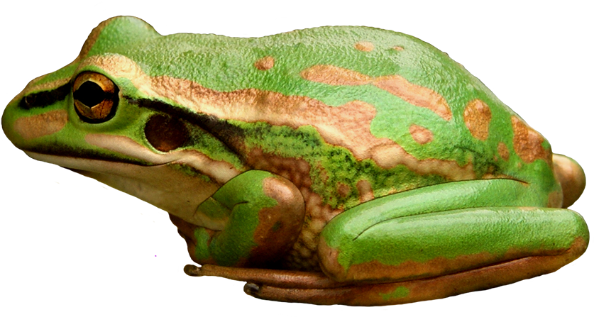 Green And Golden Bell Frog - Pine Barrens Treefrog (945x633), Png Download
