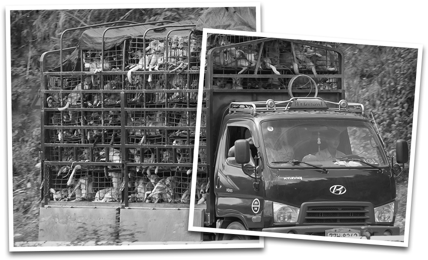 Dog And Cat Meat Trade - Volkswagen (880x607), Png Download