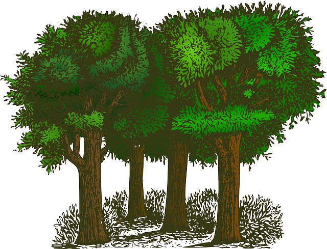 Forest, Trees, Plants, Ecology, Environment, Green - Trees Clipart (640x489), Png Download