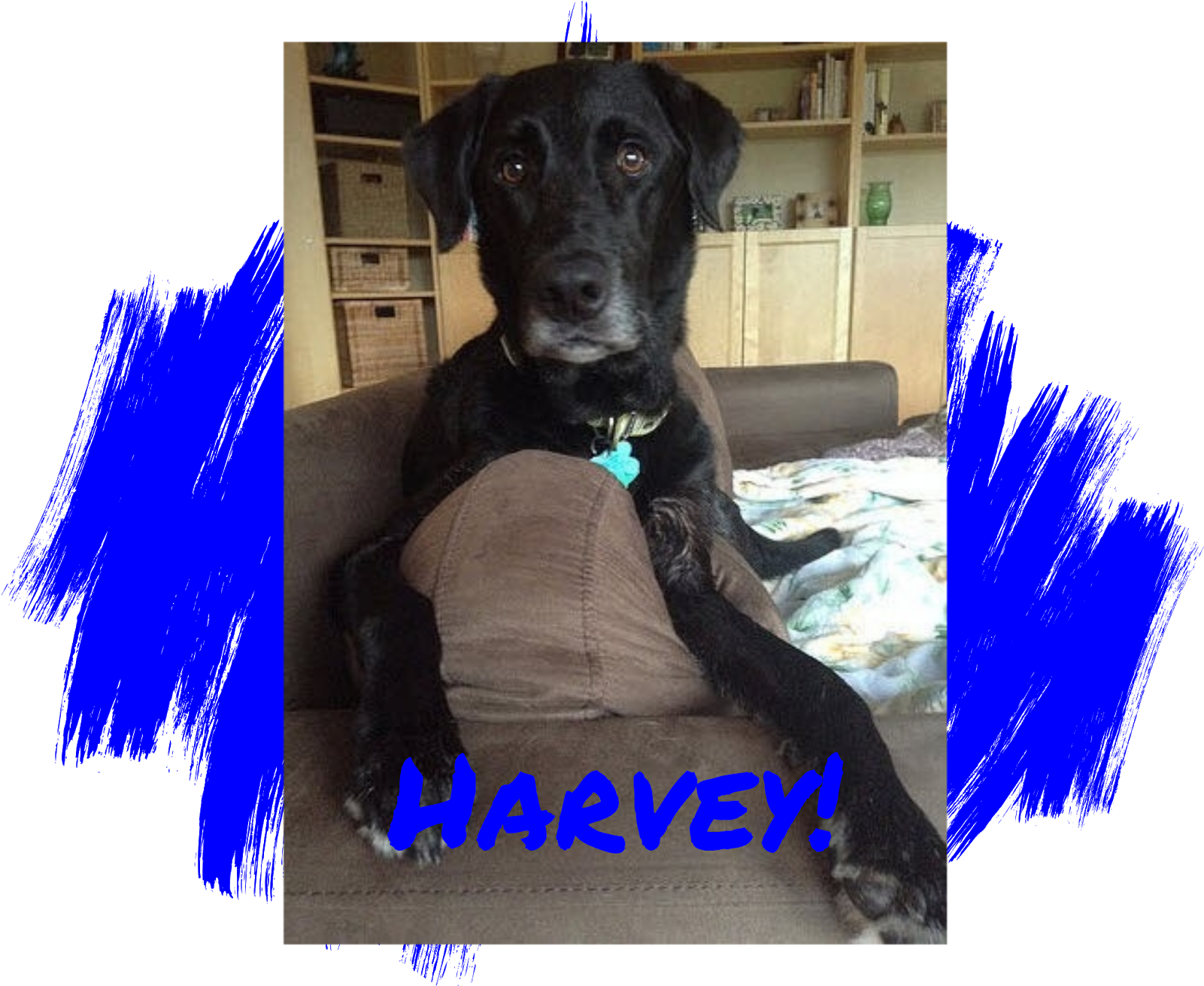 Lab Rescue Of L - Pet Adoption (1600x1600), Png Download