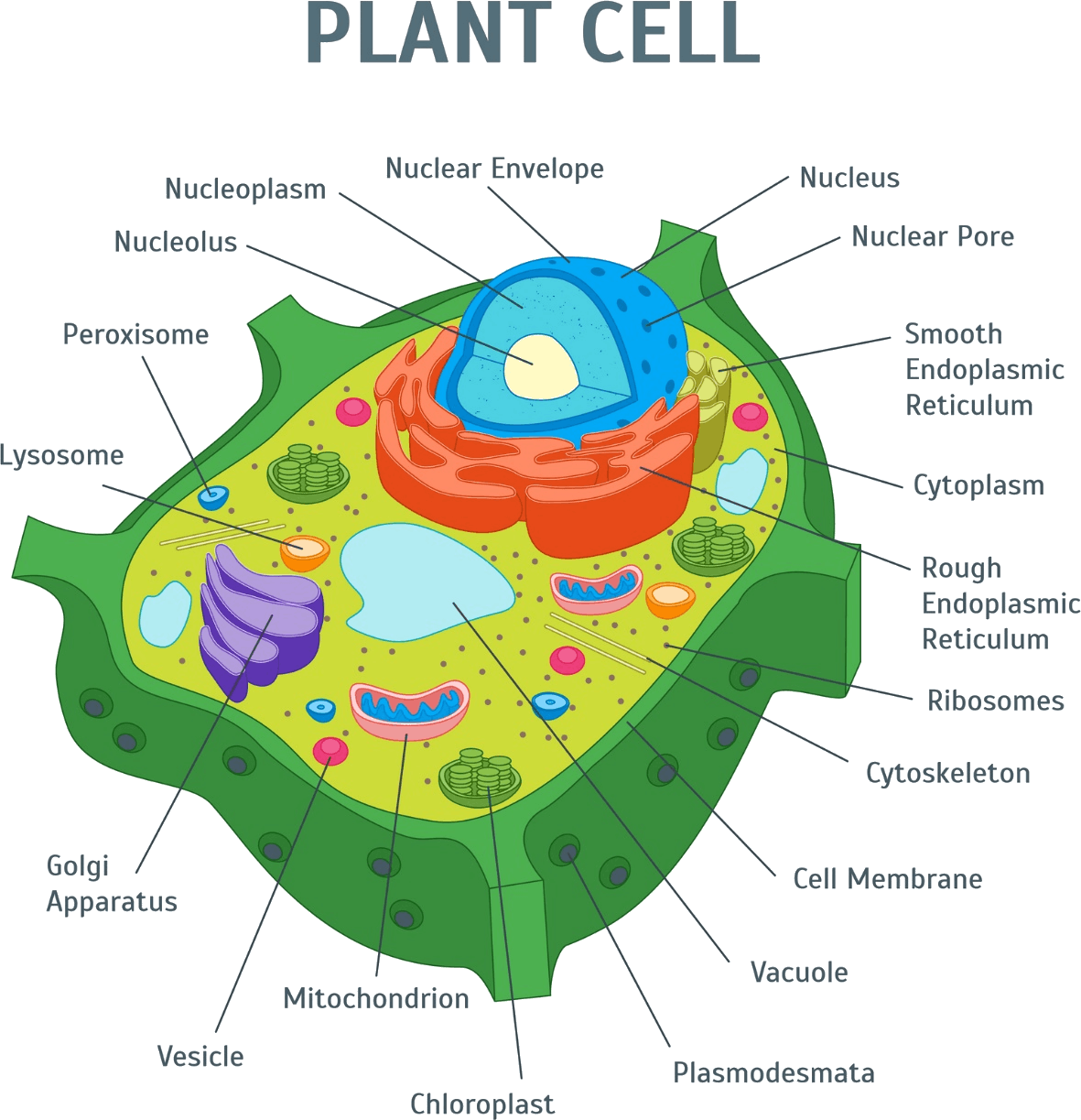 Image Of Plant Cell - Anatomy Of An Plant Cell (1181x1223), Png Download