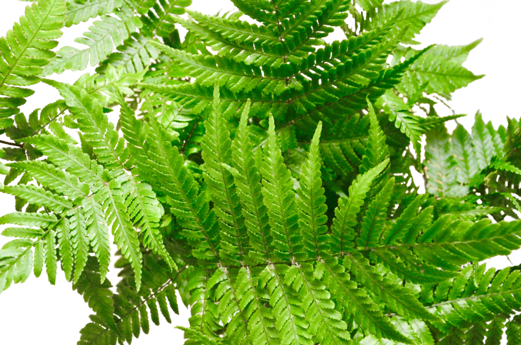 In 6" Pot (1057x700), Png Download