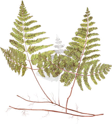 Fern (472x760), Png Download