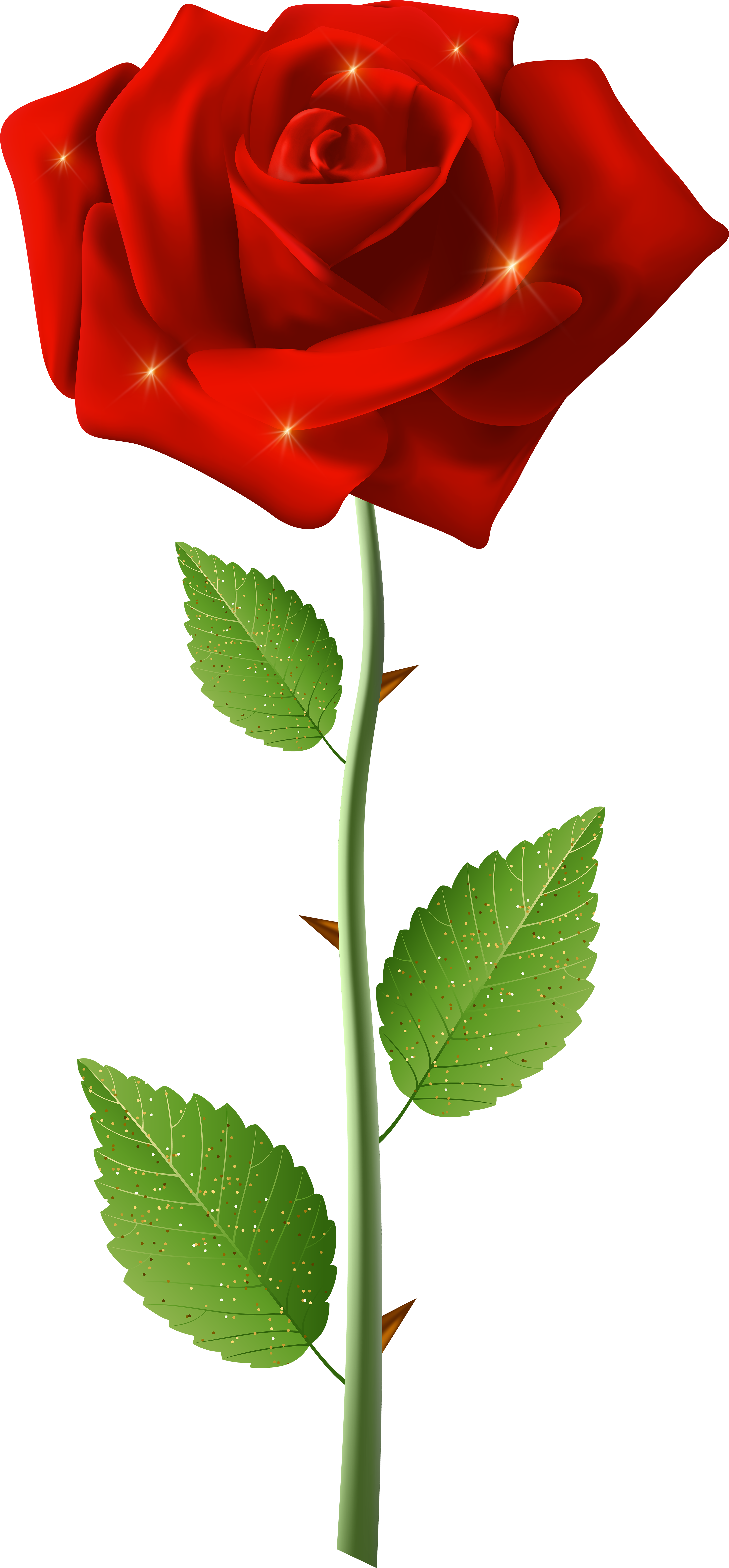 Red Rose With Steam Transparent Image - Hoa Hồng Đỏ Png (3785x8000), Png Download