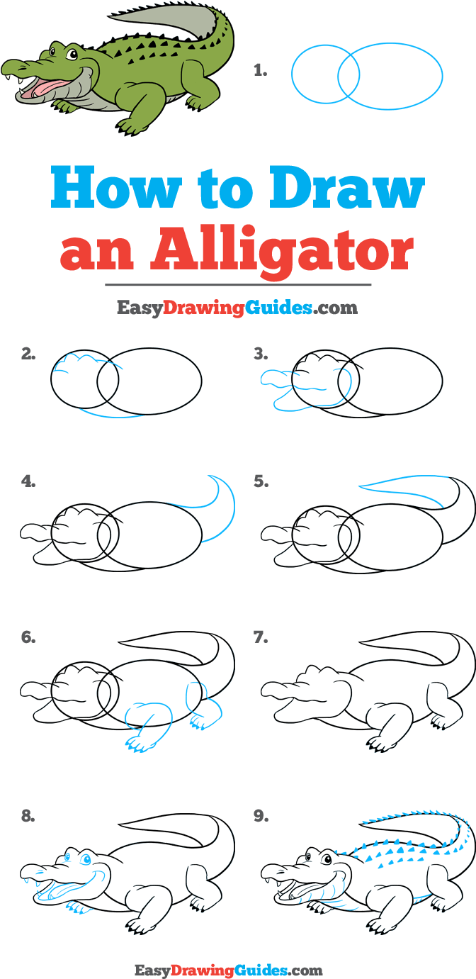 How To Draw Alligator - Drawing (736x1441), Png Download