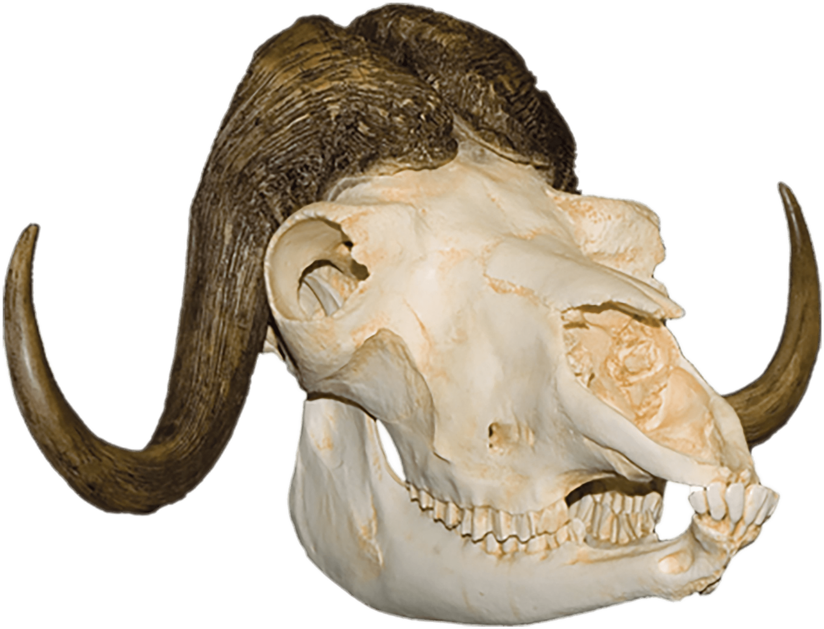 Download - Skull (3000x3000), Png Download