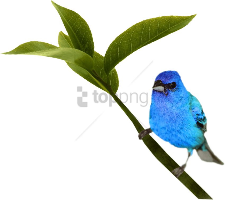 Free Png Bird Png Image With Transparent Background - Indigo Bunting (850x756), Png Download