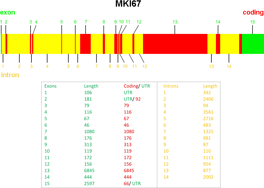 Ki67 Gene (896x638), Png Download