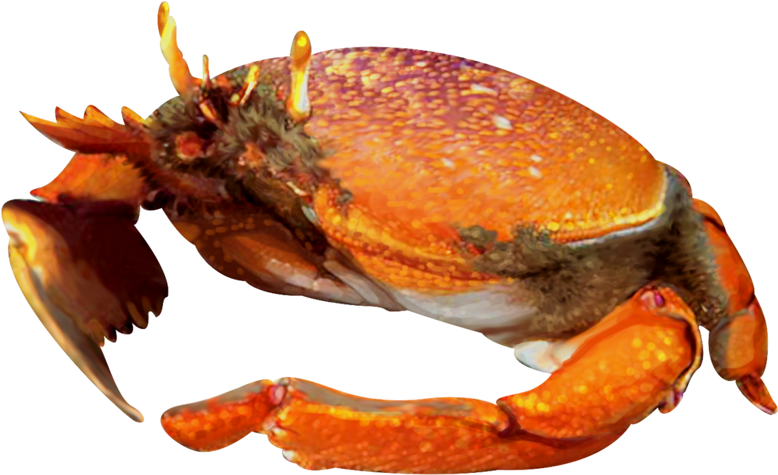 Illustration Of Kona Crab - Freshwater Crab (1280x837), Png Download