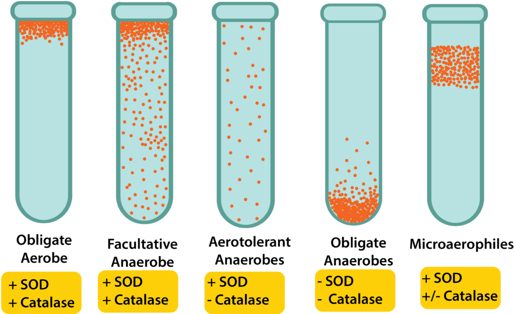 Test Tubes Recovered (1024x644), Png Download