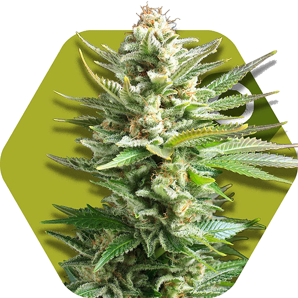 Amnesia Haze Xl - Ak Green Xl (600x600), Png Download