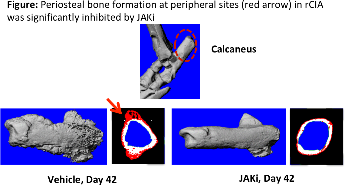 Schett G, Arthritis Rheum, - Art (1142x638), Png Download