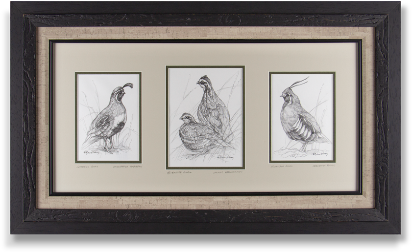 Copyright Ryan Kirby Framed Quail Sketches Small - Picture Frame (900x812), Png Download