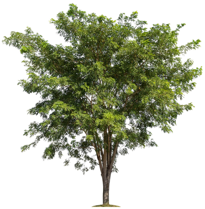 Lush Trees Tree Forest Branch Free Transparent Image - Apple Tree Without Fruit (1100x919), Png Download