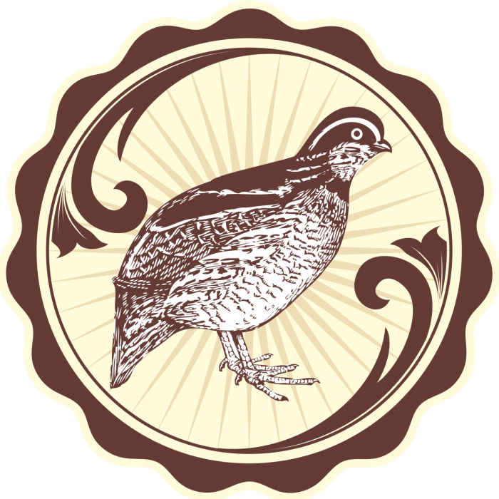 Burung Puyuh Png - Bobwhite Quail Drawing (700x700), Png Download