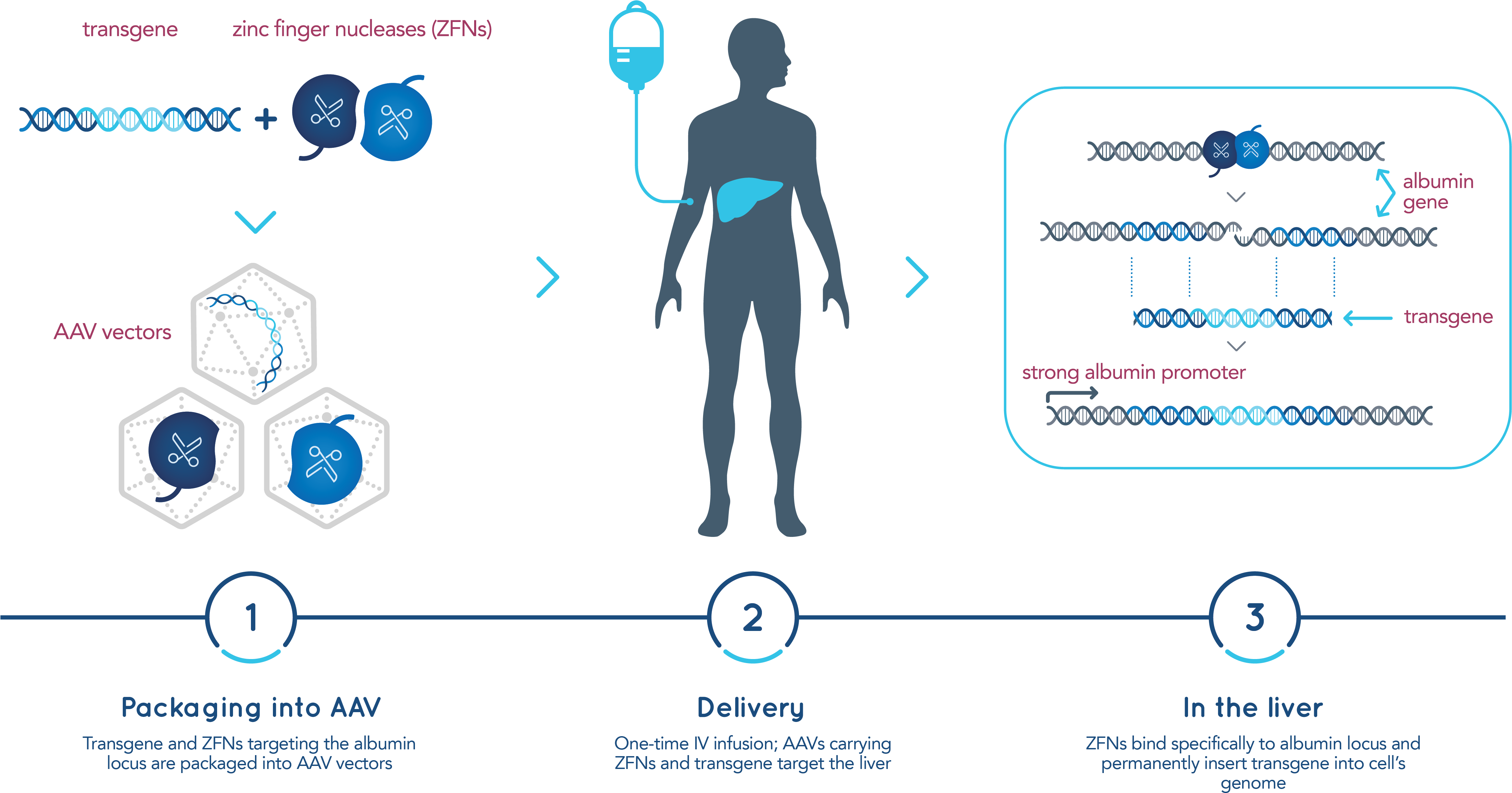 Download A Robust Pipeline Of Genomic Therapies Sangamo Zinc Finger