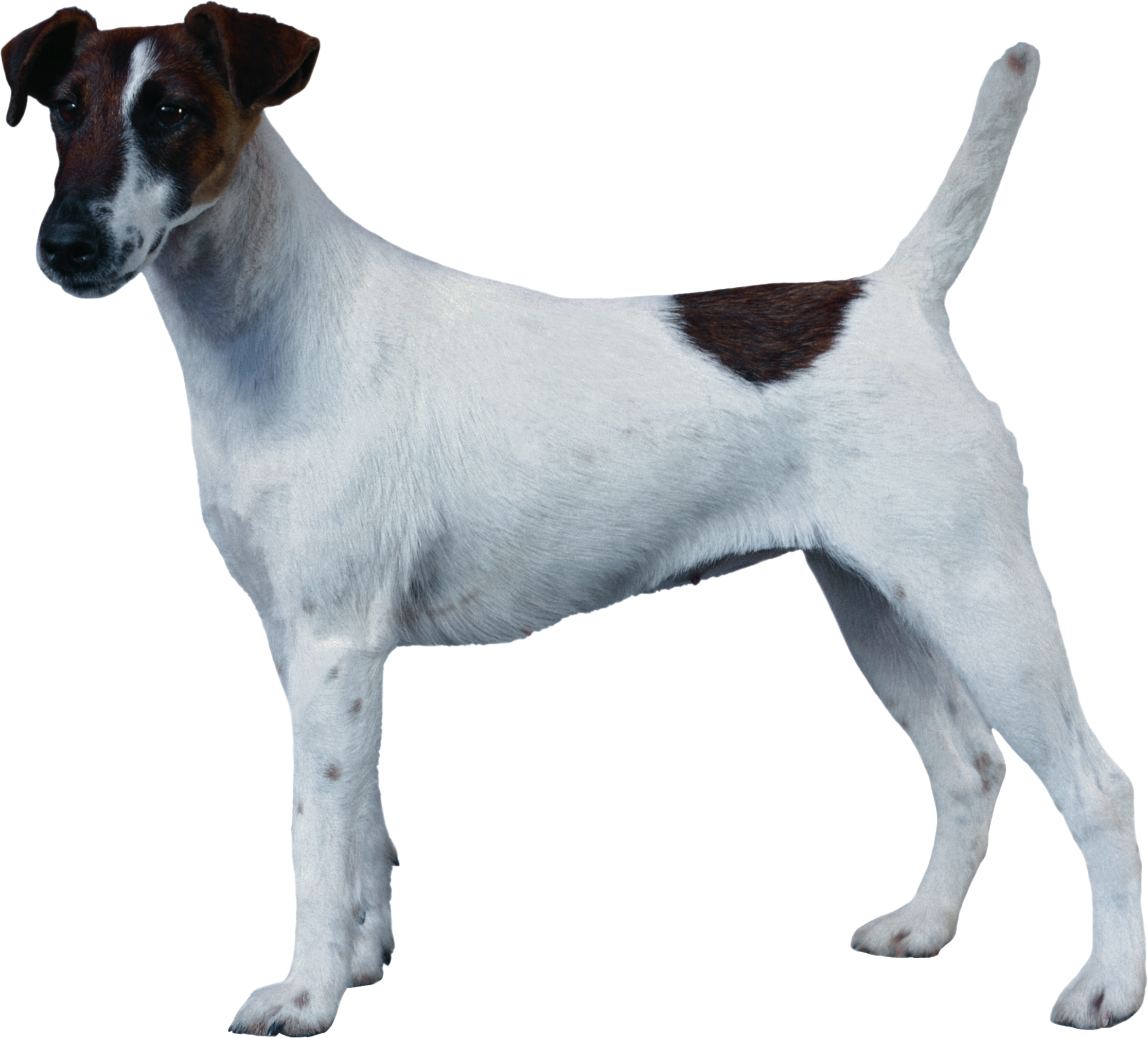 Fox Terrier Transparent Background (2231x2017), Png Download