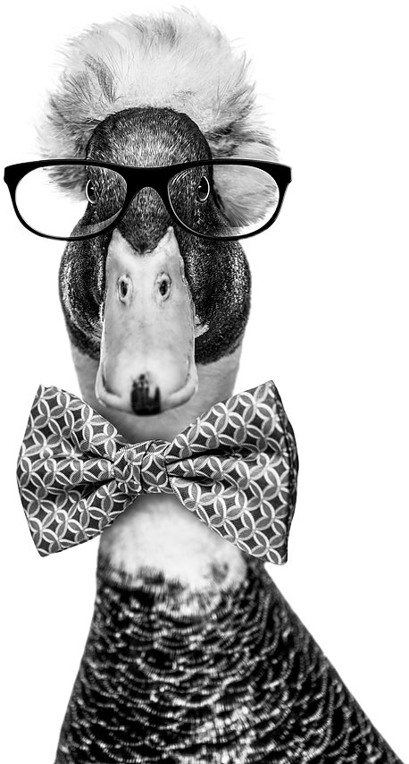 Get In Touch - Crested Duck (478x884), Png Download