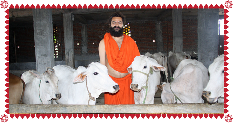 Support The Underprivilaged - Dairy Cow (800x421), Png Download