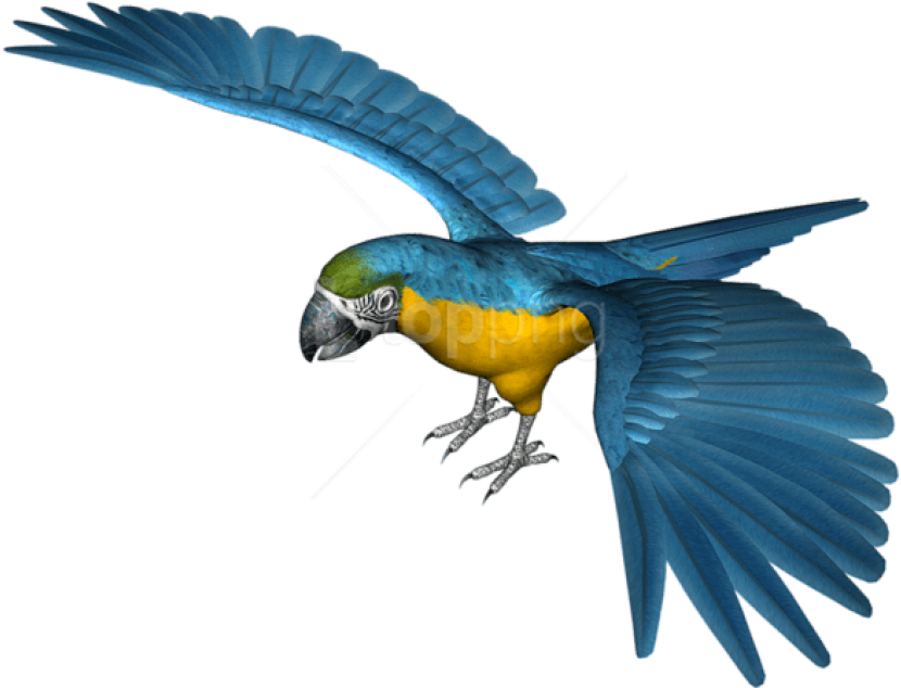 Free Png Large Blue Parrot Png Images Transparent (850x655), Png Download