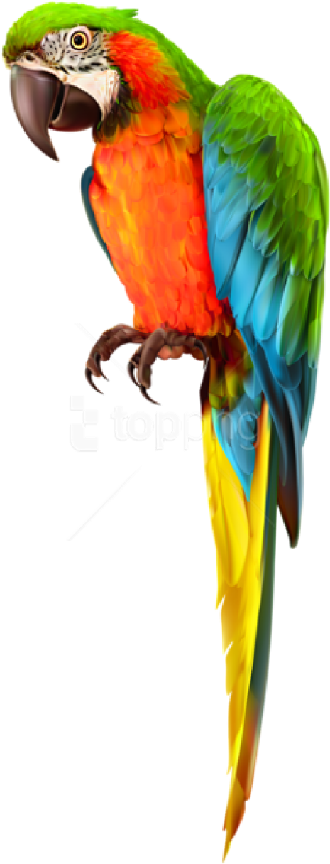 Free Png Download Parrot Transparent Png Images Background - Macaw (480x1231), Png Download