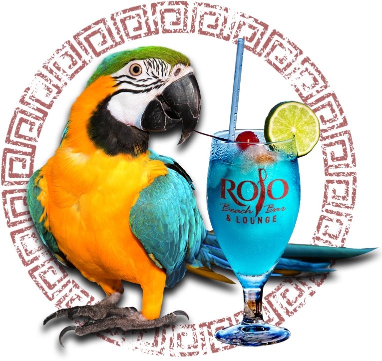 Drink - Figuras De Arara Para Imprimir (810x758), Png Download