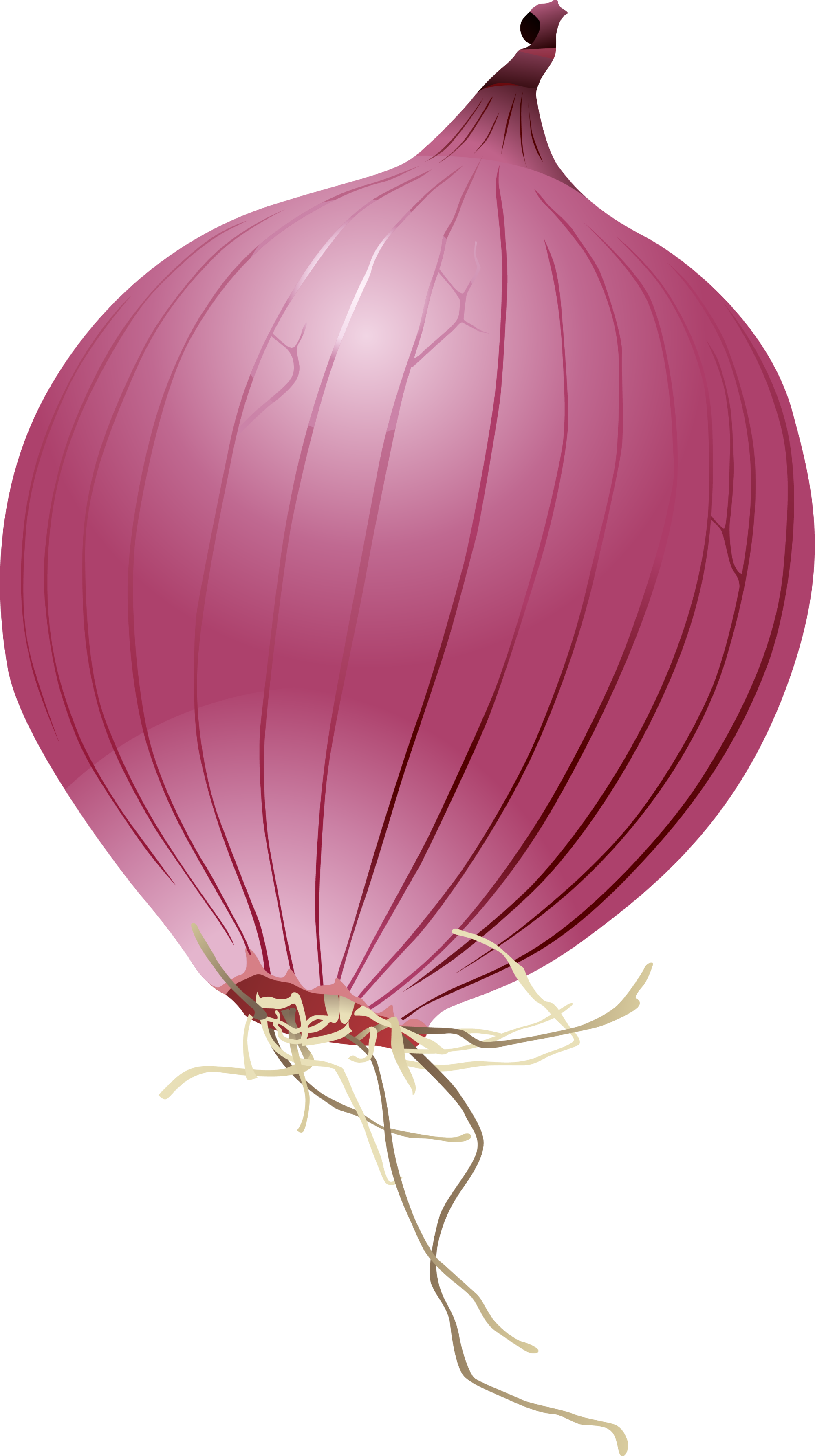 Single Onion Png Photo - Cartoon Red Onion (2000x3575), Png Download