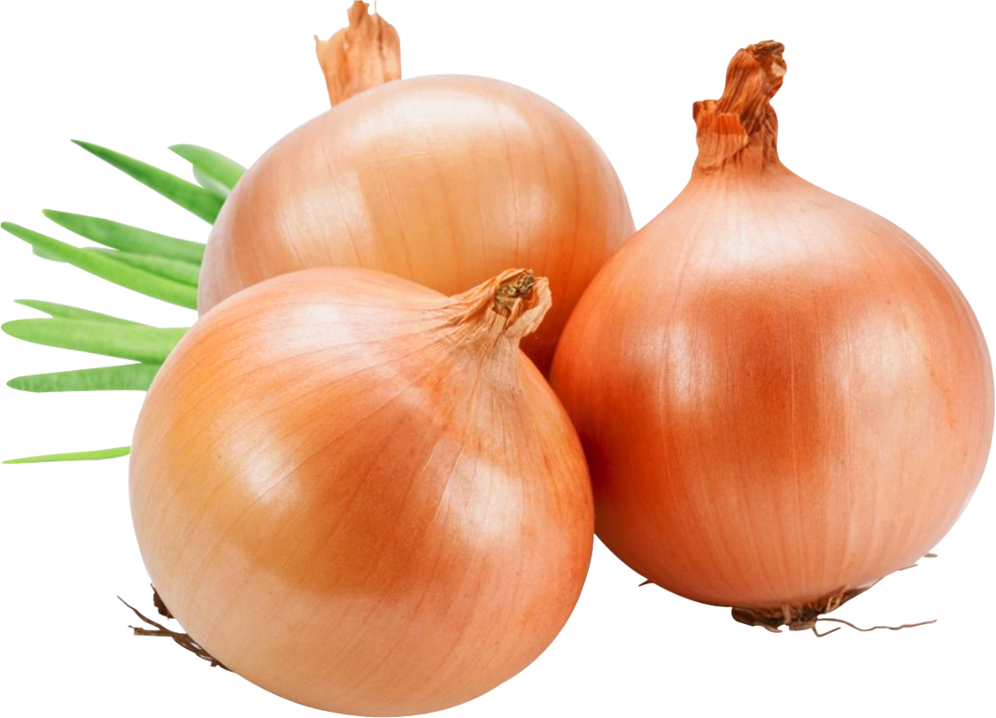 Onion Png Image - Fresh Onions (1125x811), Png Download