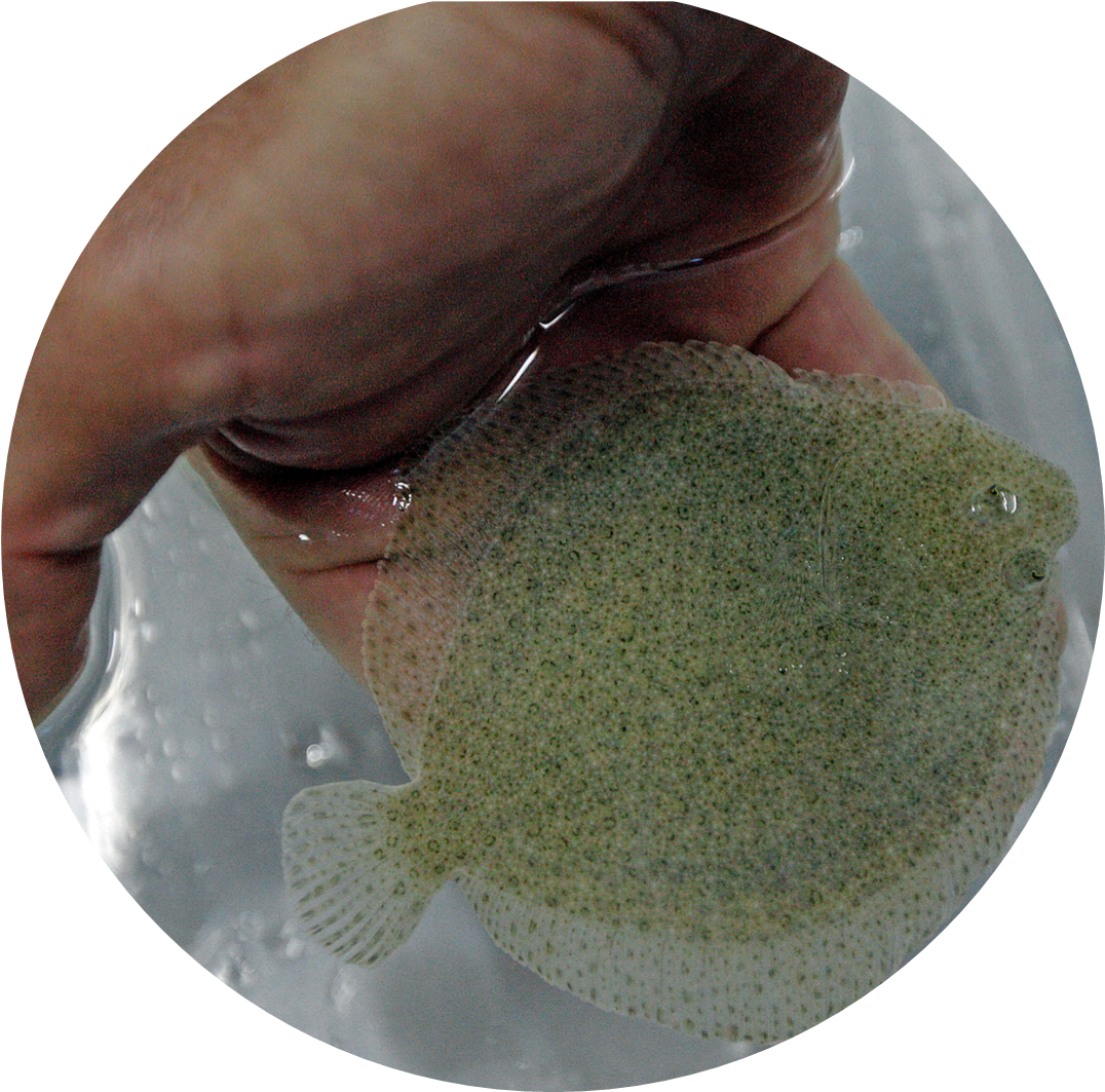We Also Use Zebrafish As A Model System For The Study - Marine Invertebrates (1075x1075), Png Download