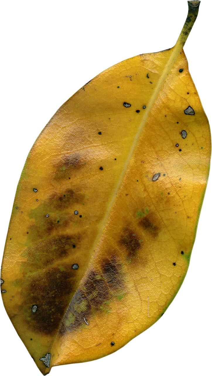 Magnolia - Daun Kering Jatuh Png (724x1280), Png Download
