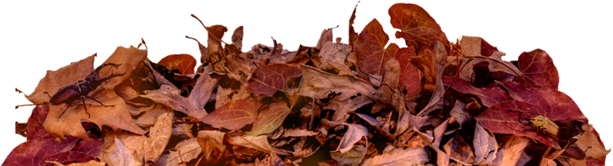 Leaf On Ground Png (870x549), Png Download