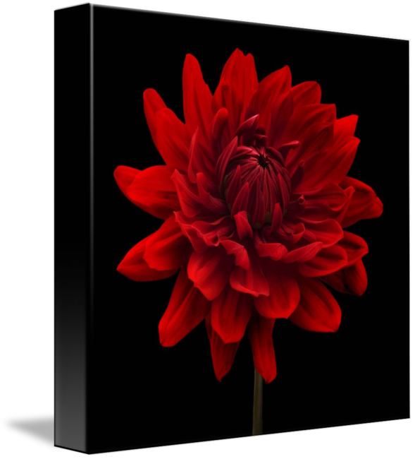 Red Dahlia Flower By Natalie Kinnear - Dalia Com Fundo Preto (589x650), Png Download