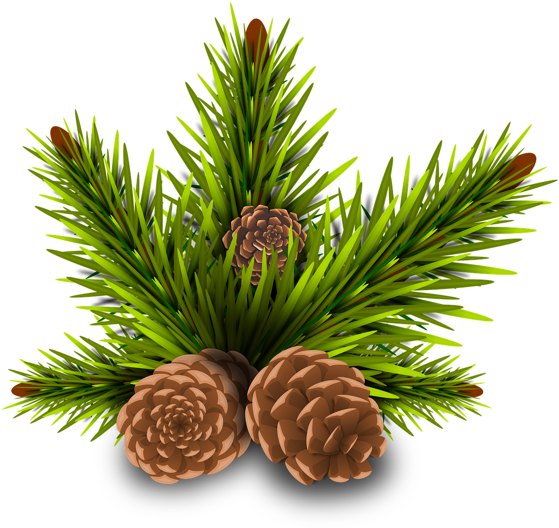 Pinheiro,pine - Holiday Plants Toxic To Pets (1280x1221), Png Download