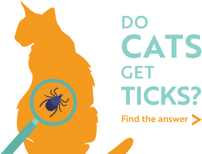 Do Cats Get Ticks Find The Answer - Cartoon (1040x560), Png Download