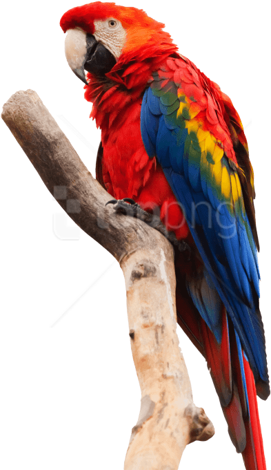 Free Png Download Parrot Macaw Png Images Background - Macaw Png (480x720), Png Download