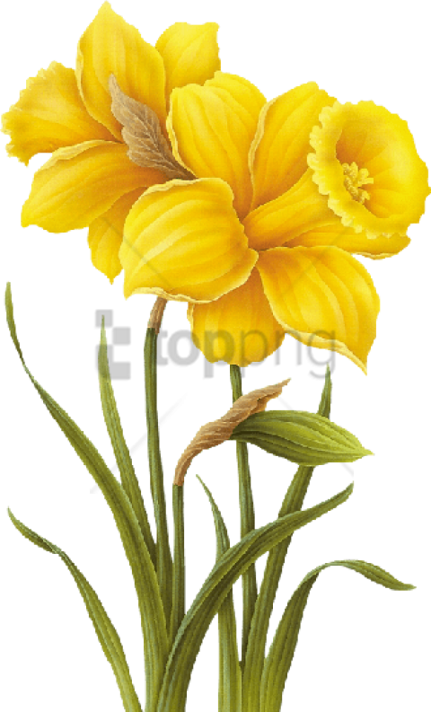 Free Png Yellow Flower Drawing Png Image With Transparent - Yellow Flower Drawing Png (480x793), Png Download