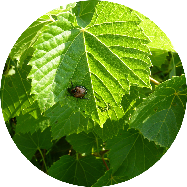 Gardening Basics Dealing With Garden Pests And Diseases - Japanese Beetle (800x800), Png Download