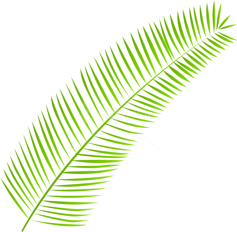Free Png Download Palm Leaf Clipart Png Photo Png Images - Clip Art (850x832), Png Download