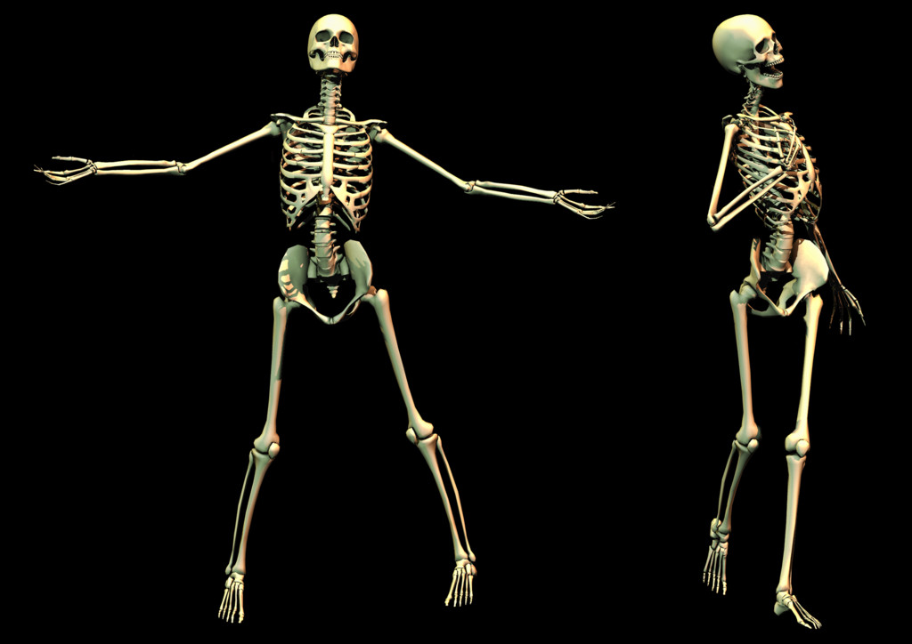 Skeleton Transparent Images - Skeleton (1024x724), Png Download