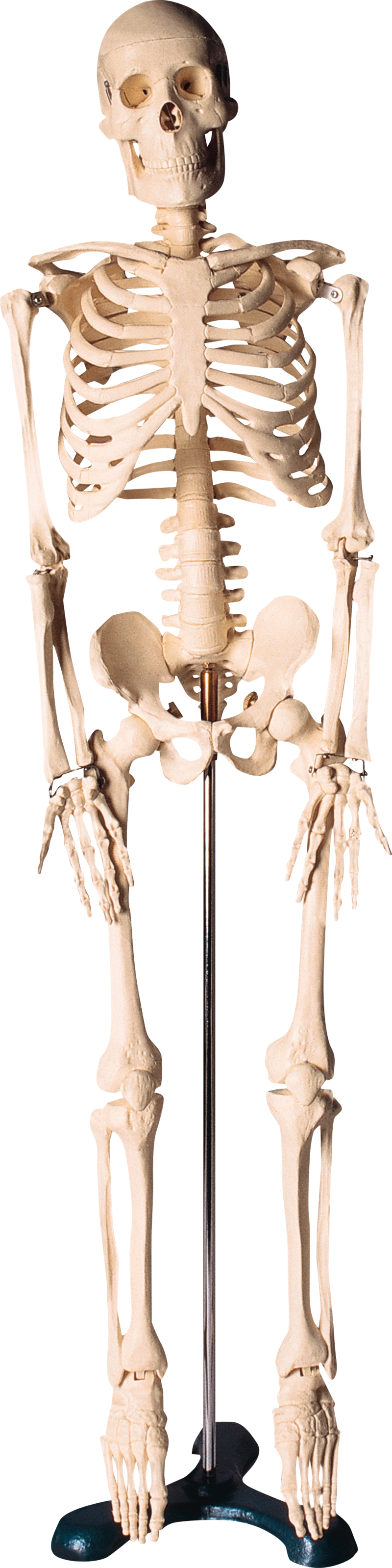 Skeleton Png, Download Png Image With Transparent Background, (800x3196), Png Download