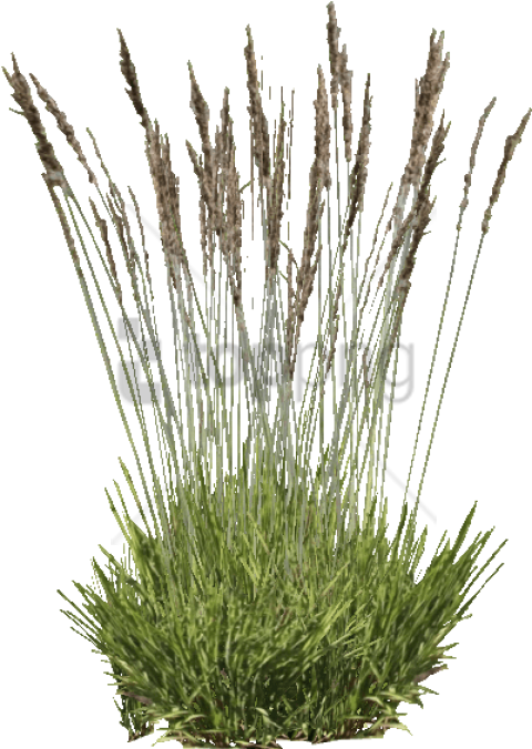 Free Png Download Purple Moor Grass Png Images Background - Grass (480x676), Png Download