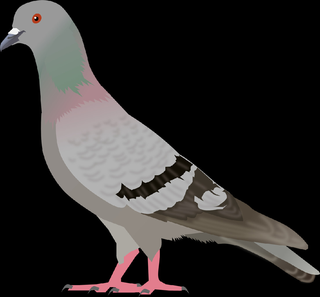 Rock Dove (1103x1024), Png Download