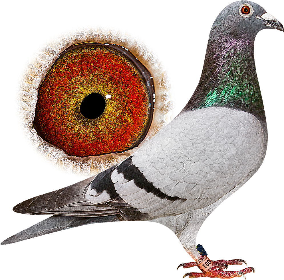New - Rock Dove (1200x1050), Png Download