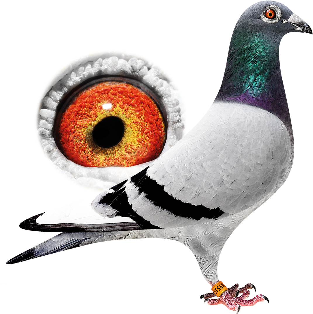 New - Rock Dove (1200x1083), Png Download
